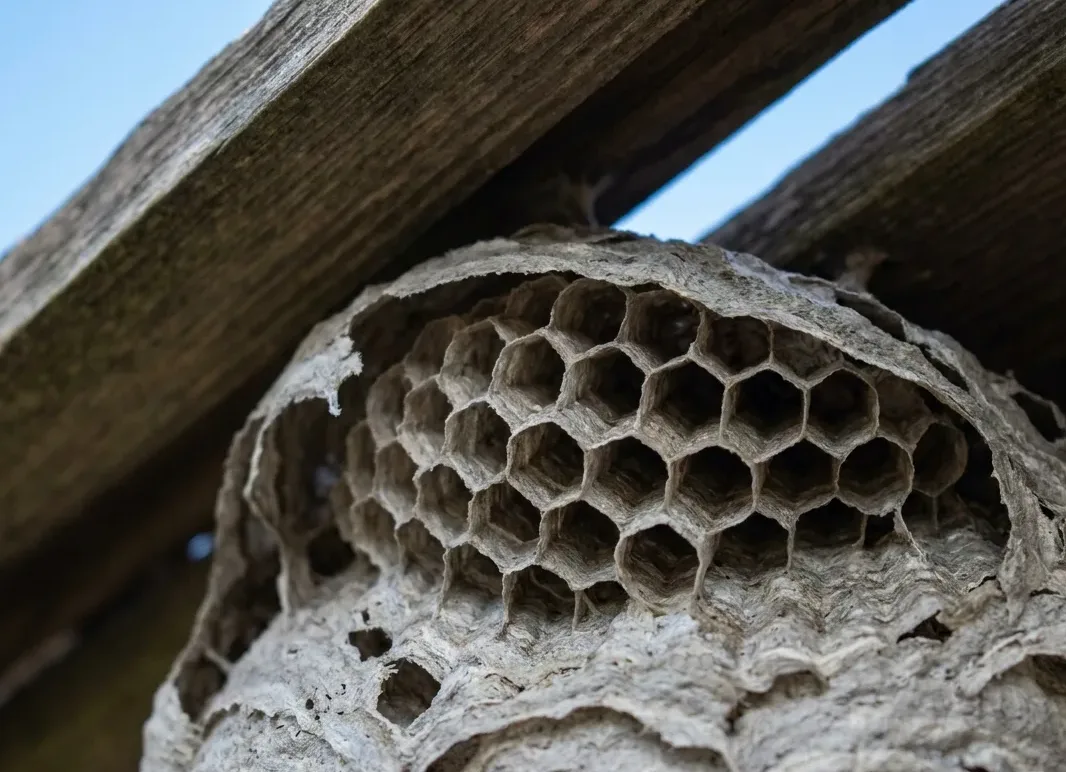 Layered grey paper wasp nest built into the underside of a timber eave
