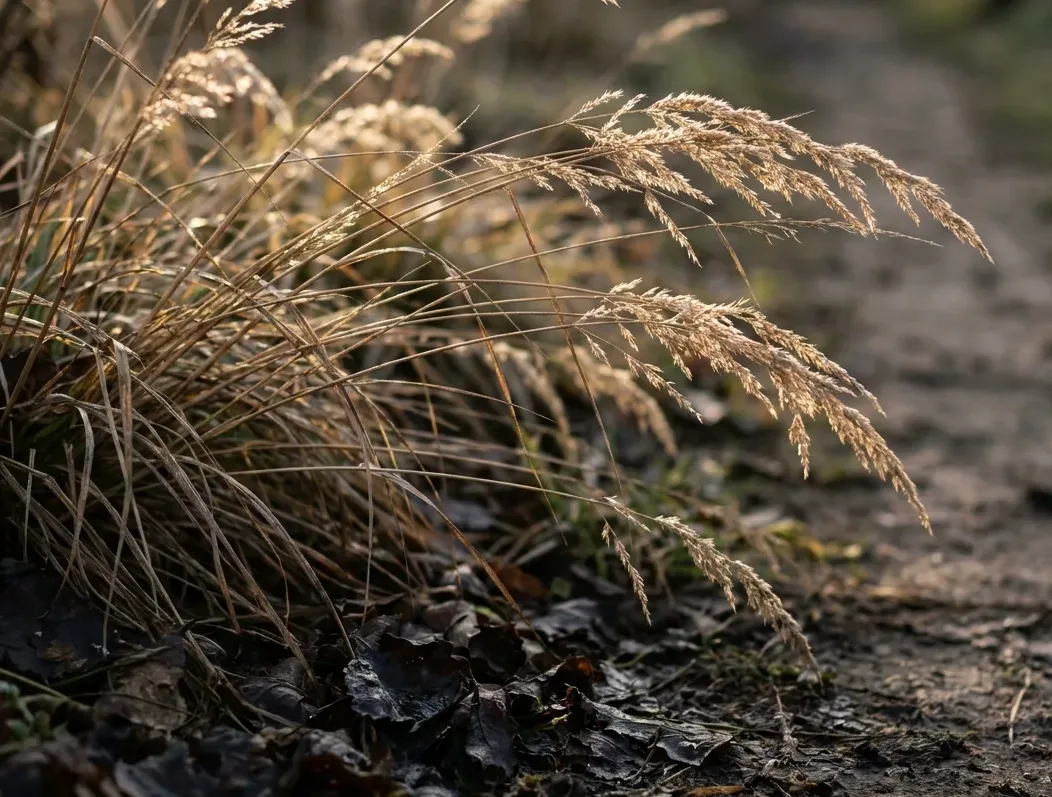 Backlit dry grass stems and shaded leaf litter at the edge of a garden path where ticks wait